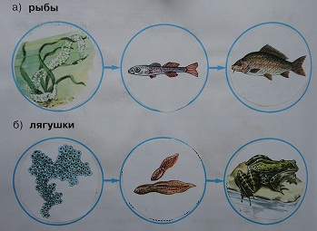 модели развития рыбы, лягушки