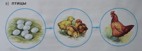 модель развития птицы