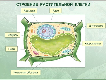 клетка растения