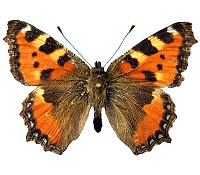 бабочка крапивница