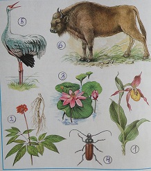 животные и растения красной книги