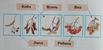 лекарственные деревья по плодам