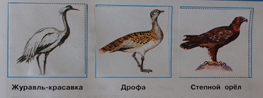 журавль-красавка дрофа степной орел